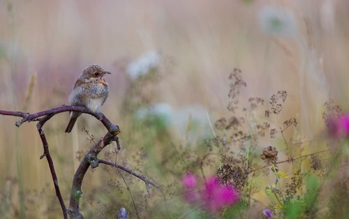 Red-backed shrike (Lanius collurio), young bird calls and sits with open beak on a branch