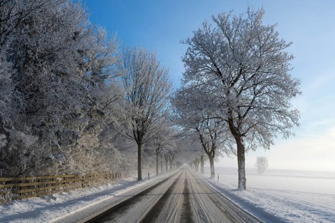 Snowy country road lined with frost-covered trees under a clear sky, trees on an avenue with
