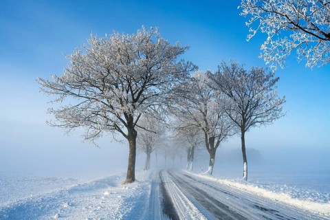 Snowy road with snow-covered trees under clear blue sky, trees on an avenue with hoarfrost between