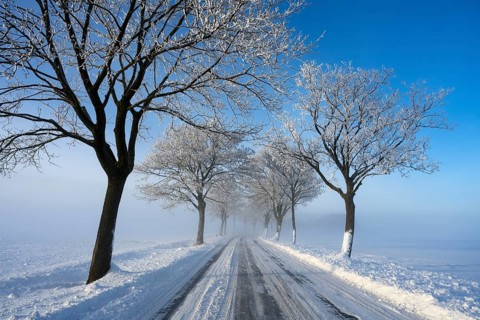 Snowy and quiet road with bare trees on a clear winter day, trees on an avenue with hoarfrost