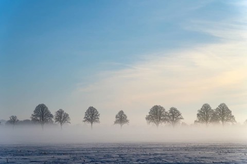 Row of trees standing in fog against a blue sky, between Bülten and Solschen, Ilsede, Peine