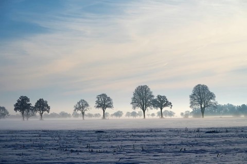 Trees standing in a row in fog with slightly cloudy sky, between Bülten and Solschen, Ilsede, Peine
