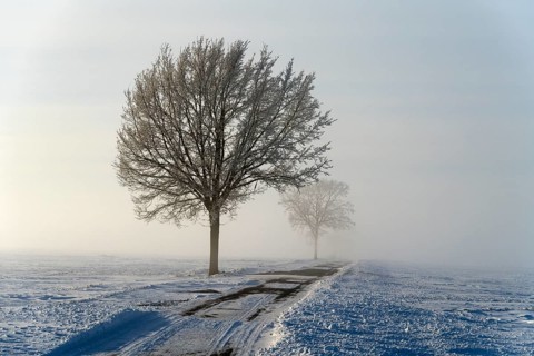 Snowy landscape with a row of trees along a road in fog, between Bülten and Solschen, Ilsede, Peine