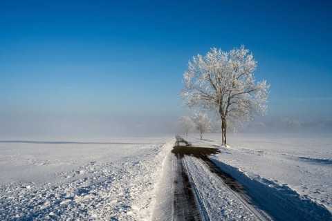 Snowy road with lonely tree and wide landscape under bright blue sky, tree in snow with hoarfrost,