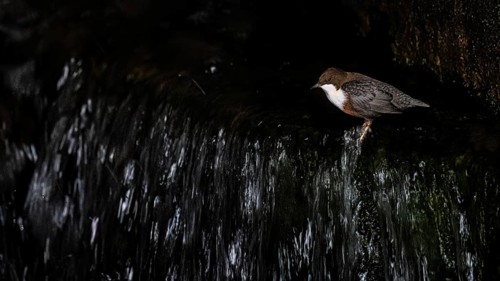 A dipper (Cynclus cinclus) sits at a small waterfall with dark, bubbling water, East Westphalia,