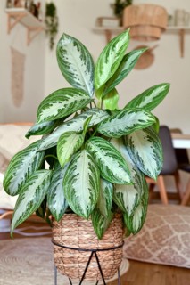 Tropical 'Aglaonema Silver Bay' houseplant with silver pattern in basket pot in boho style living