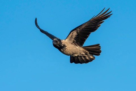 Hooded Crow (corvus corone corone) in flight, Feldberg Lakeland, Mecklenburg-Western Pomerania,
