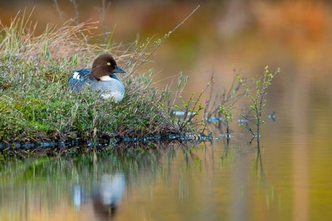 Common goldeneye (Bucephala clangula), Knuthöjdsmossen, Hällefors, Örebro län, Sweden