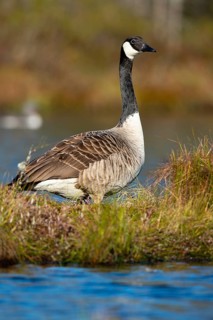 Canada goose (Branta canadensis) in breeding plumage on a lake in Sweden, Knuthöjdsmossen,