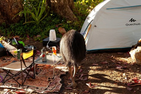 August 19, 2020. Southern cassowary (Casuarius casuarius) walking through camp searching for food