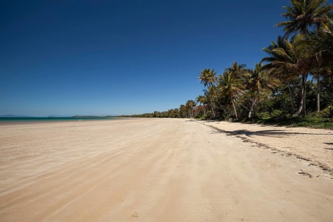 Tropical palms (Cocos nucifera) leaning over the sandy shore under a clear blue sunny sky. Mission