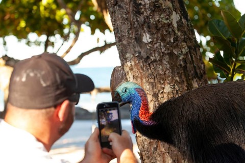 August 19, 2020. Man filming Southern cassowary (Casuarius casuarius) with phone as it walks