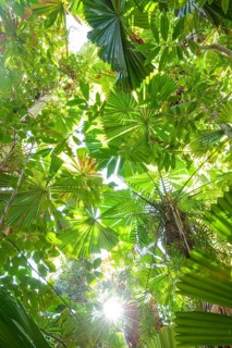View of Queensland fanpalm (Licuala ramsayi) canopy and forest floor under tropical sunlight in
