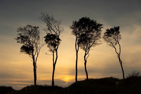 Beeches on the west beach of Fischland-Darss-Zingst at sunset, Baltic Sea, Ahrenshoop,