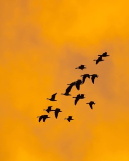 Greylag geese (anser anser) in front of the dawn, Zingst, Mecklenburg-Vorpommern, Germany