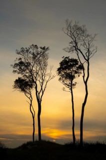 Beeches on the west beach of Fischland-Darss-Zingst at sunset, Baltic Sea, Ahrenshoop,
