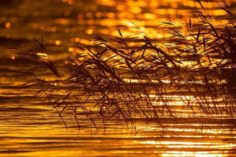 Reeds on the banks of the lagoon at sunrise, Zingst, Mecklenburg-Vorpommern, Germany