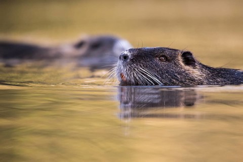 Portrait of a swimming nutria (Myocastor coypus), Osnabrück, Lower Saxony, Germany