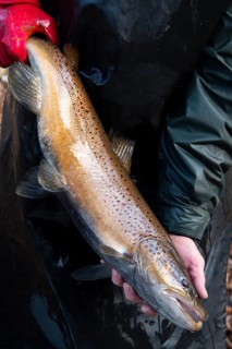 Electrofishing in the floodplain for sea trout and salmon, Wildeshausen, Lower Saxony, Germany