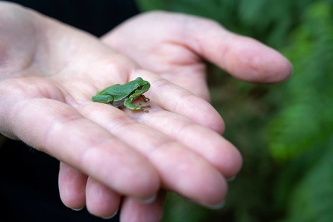 Young tree frog (Hyla arborea) sitting on a hand, Ahlhorn, Lower Saxony, Germany