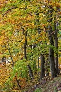 Beech (Fagus) in the forest, Neuhaus im Solling, Lower Saxony, Germany