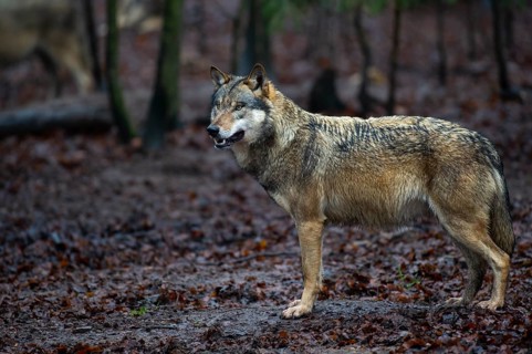 Wolf (Canis lupus) in a forest in winter, Neuhaus, Lower Saxony, Germany