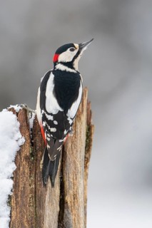 Great spotted woodpecker (dendrocopos major) at the woodpecker forge in the snow, Neuhaus im