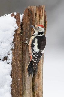 Middle spotted woodpecker (Leiopicus medius) at winter feeding in the snow, Vechta, Lower Saxony,