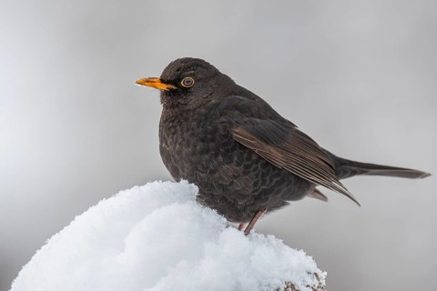 Blackbird (turdus merula) in the snow, Neuhaus im Solling, Lower Saxony, Germany