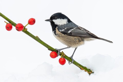 Fir tit (Periparus ater) in the snow, Neuhaus im Solling, Lower Saxony, Germany