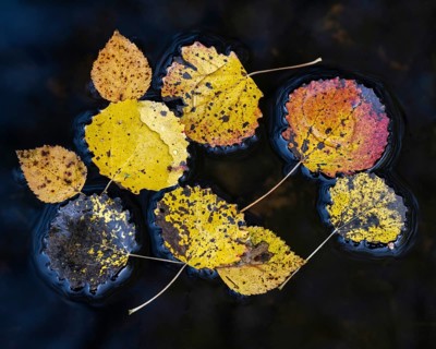 Autumn leaves of aspen (Populus tremula) on a body of water, Ahlhorn, Lower Saxony, Germany