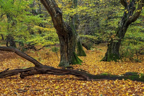 Old, gnarled trees in the Urwald Baumweg nature reserve in autumn, Hudewald, Emstek, Lower Saxony,