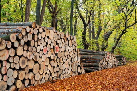 Logging in autumn in the forest, firewood, raw material, Ahlhorn, Lower Saxony, Germany