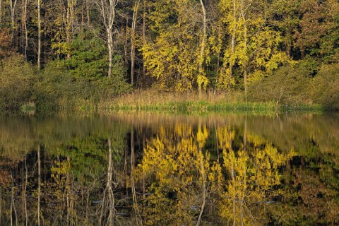Autumn impression of Ahlhorn fish ponds, Ahlhorn, Lower Saxony, Germany
