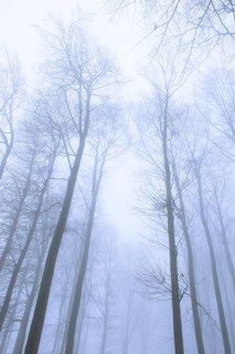 Wintery beech forest in fog, forest, Melle, Lower Saxony, Germany