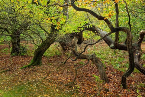 Old, gnarled trees in the Urwald Baumweg nature reserve in autumn, Emstek, Lower Saxony, Germany
