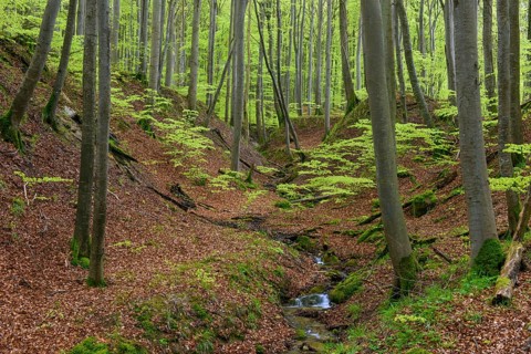 Beech trees (Fagus) in the stream valley in Jasmund National Park on Rügen, Jasmund National Park,