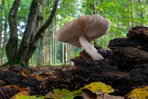 Mushroom on dead wood in the Baumweg jungle in autumn, Emstek, Lower Saxony, Germany