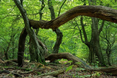 Oak (Quercus) in the nature reserve Urwald Baumweg in autumn, Emstek, Lower Saxony, Germany
