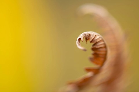 Fern in autumn, Ahlhorn, Lower Saxony, Germany