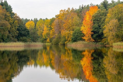 Autumn impression of Ahlhorn fish ponds, Wald, Ahlhorn, Lower Saxony, Germany