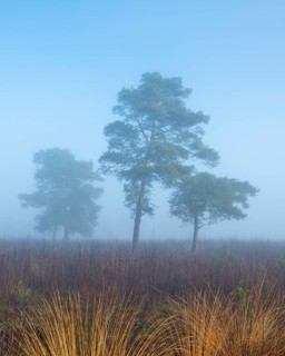 Pine (Pinaceae) in the moor with fog, nature reserve, Vernner Moor, Neuenkirchen-Vörden, Lower