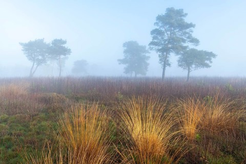 Pine (Pinaceae) in the moor with fog, nature reserve, Vernner Moor, Neuenkirchen-Vörden, Lower