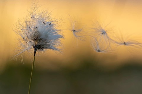 Cottongrass in the moor, sheath cottongrass (Eriophorum vaginatum), Goldenstedt, Lower Saxony,