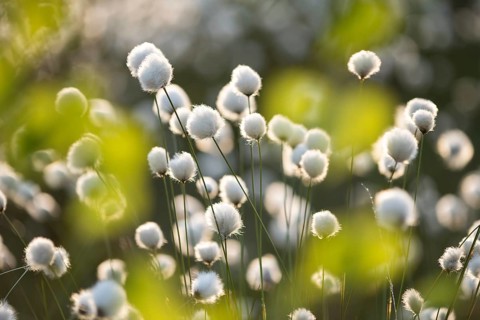 Spring in the Goldenstedt moor, sheath cottongrass (Eriophorum vaginatum), Goldenstedt, Lower