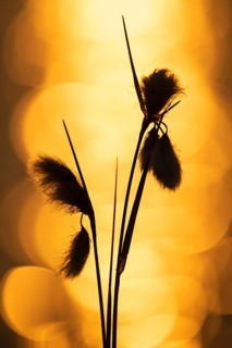 Spring in the Goldenstedt moor, Common cottongrass (Eriophorum angustifolium), Goldenstedt, Lower