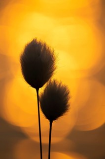 Spring in the Goldenstedt moor, sheath cottongrass (Eriophorum angustifolium), Goldenstedt, Lower