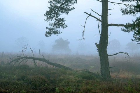 Pine (Pinaceae) in the moor with fog, nature reserve, Vernner Moor, Neuenkirchen-Vörden, Lower