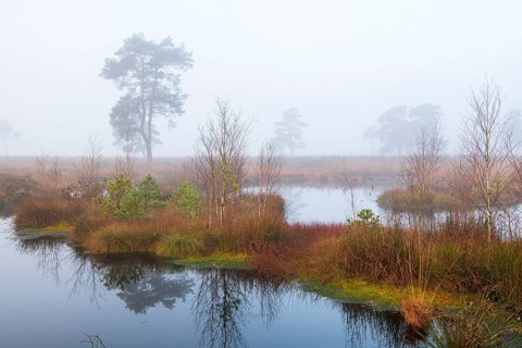 Pine (Pinaceae) in the moor with fog, cNature reserve, Vernner Moor, Neuenkirchen-Vörden, Lower
