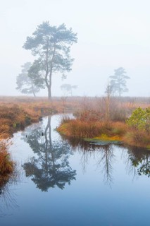 Pine (Pinaceae) in the moor with fog, cNature reserve, Vernner Moor, Neuenkirchen-Vörden, Lower